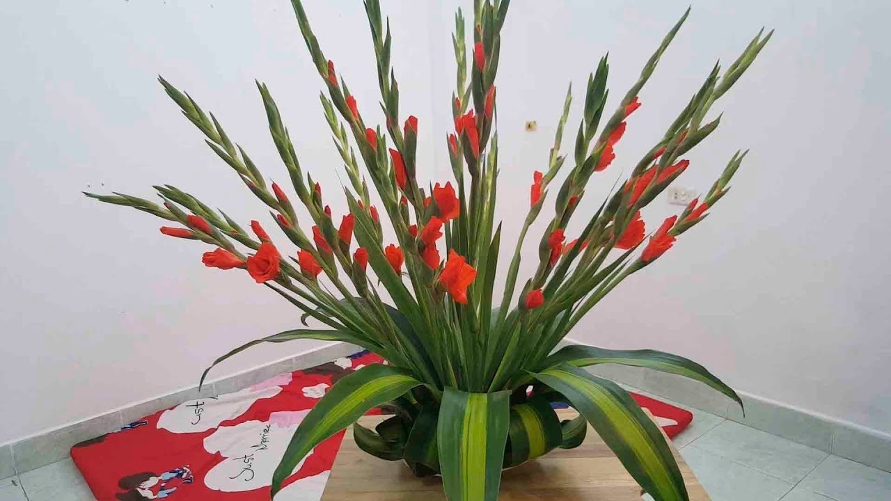 Hoa lay ơn mang thông điệp của sự biết ơn, lòng trung thành